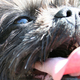 Illustration for article titled Shooting Challenge Pets Gallery 3